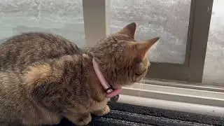 Tiny Kitten Meets Snow | First Winter Moment