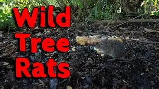 Wild Tree Rats Enjoying Peanuts