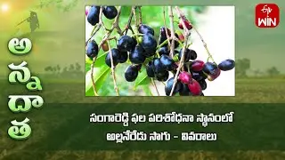Black Jamun cultivation @Sangareddy Fruit Research station | ETV