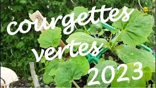 Planter des courgettes dans les fraises 🌈 potager 2023
