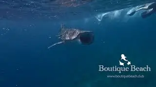 Boutique Beach - All Inclusive Diving Hotel in Dhigurah, Maldives.