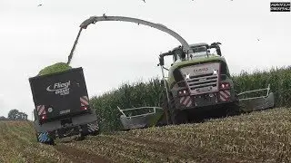 Jaguar hat Hunger - Maisernte mit Claas Jaguar 900 im Regen - Agrolohn Kaufmann