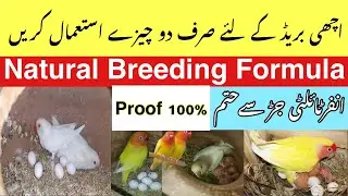 Natural Breeding Formula/onion Benefits For Birds