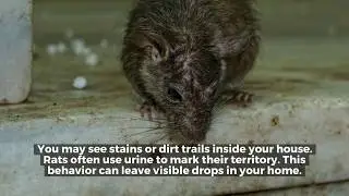 5 Tell-Tale Signs of Rats in your Home - Adam's Pest Control