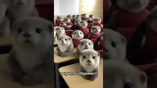 конфа админа #мем