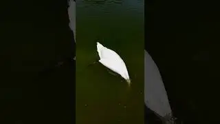 Little Grebe, Swans and Ducklings on a Sunny Day #short #birds #vogel #swan #duck #grebe