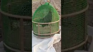black teetar ki awaz kala teetar ki awaz