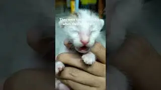 Stops crying the moment they find each other💕 🐈 #catfamily #cute
