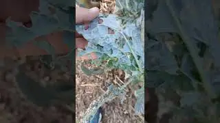 check your plants for caterpillar 🦋 damaged #🐛🐛🐛🐛🐛