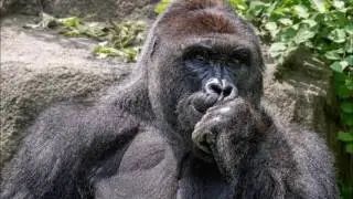 Harambe tribute for Maxi