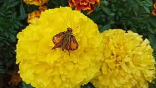 Close up View of Small Skipper Butterfly