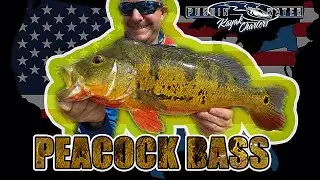 Fishing For Trophy Peacock Bass, Striped Bass, Largemouth Bass and European Bass