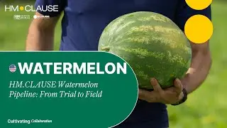 HM.CLAUSE Watermelon Pipeline: From Trial to Field