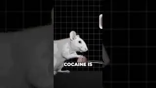 Rats on Cocaine: The Shocking Link Between Pain and Relapse #podcast #diaryofaceo #addictionrecovery