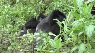 Raw Footage Ntambara Gorilla Group Rwanda
