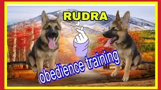 German Shepherd Rudra training full video🐕&zwj;🦺 #dogtraining #youtube 