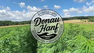 HANFANBAU 13 - 2 Meter in 9 Wochen