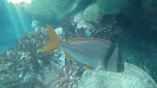 Porkfish Fourth Of July Local
