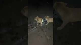 Puppy Crying For its Mother on the Street in Bali Indonesia