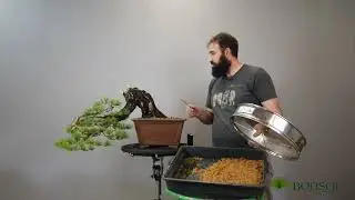 Trasplante de Pino sylvestris