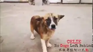 NO DOGS LEFT BEHIND  Celie