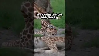 How Animals Look Like While Sleeping #shorts