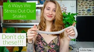 6 Ways We Stress Our Snakes Out