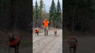 Grouse hunting !! #nature #shorts hunting #dogs #training