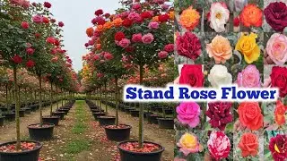 Wholesale Rose nursery stand Rose Dutch Rose climbing Rose  #rose #gardening #nursery cheapest plant