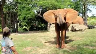 ELEPHANT ROAR!