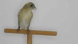 Lucherino silice avorio femmina - Carduelis spinus