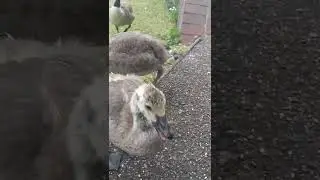 Baby goose hisses at me to feed them faster