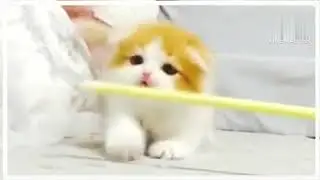 @funny videos /cat funny  /shorts /viral / folks  /animal planet /biology / reels /yt reels