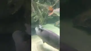 #fishlife