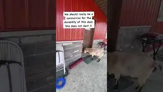 The door that can taking a headbutt! #shorts #megthegoat #animals #onehappyassfarm #goat #pets