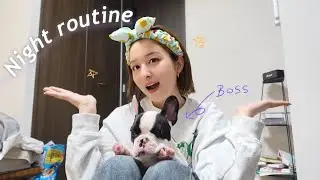 【Night routine】4ヶ月のフレブルと2人暮らしの夜🐶🌙毎日癒しで幸せすぎる💕