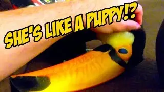 How to Tell When a Toucan Wants To Be Pet! (LIKE A PUPPY?!)