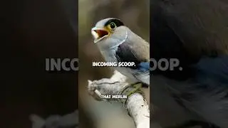 Linda helped build Merlin and she&rsquo;s teasing what&rsquo;s coming next. #birds #bird #birdwatching