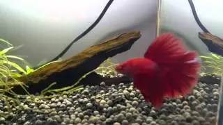 Evoluci&oacute;n del acuario betta media luna rojo segunda parte