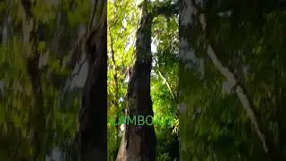 CAMBOAT&Aacute;-atlantic forest