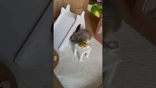 Plating the hamster meal and fulcheek exploring a new world