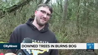 Parts Of Burns Bog Severely Damaged Following Windstorm