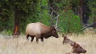 Elk's Mating Season in Yellowstone (1/3)