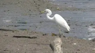 lntermediate Egret ( Ardea intermedia )
