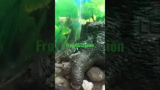 Amphibian love
