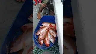Spot Rumpon, Boss Besar BRM FISHING strike merah merona #fishing #mancing #mancingmania