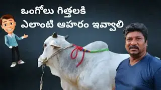 ఒంగోలు గిత్తలకి ఎలాంటి తిండి ఎక్కువగా పెడితే మంచిది చూడండి || Ongole bulls food information