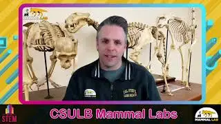 CSULB Mammal Labs Presents: Stinky Skunks, Cunning Coyotes, and the Evolution of Mammalian Defenses