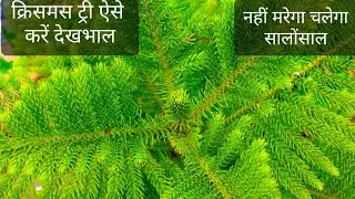 794🌿🥀All About Christmas Tree ,Araucaria, Grown n Care