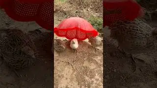 Easy Bird Trap That Work 100% Btair Traps #shorts #youtubeshorts #trap #birds #experiment